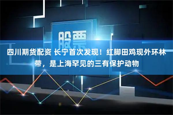 四川期货配资 长宁首次发现！红脚田鸡现外环林带，是上海罕见的三有保护动物